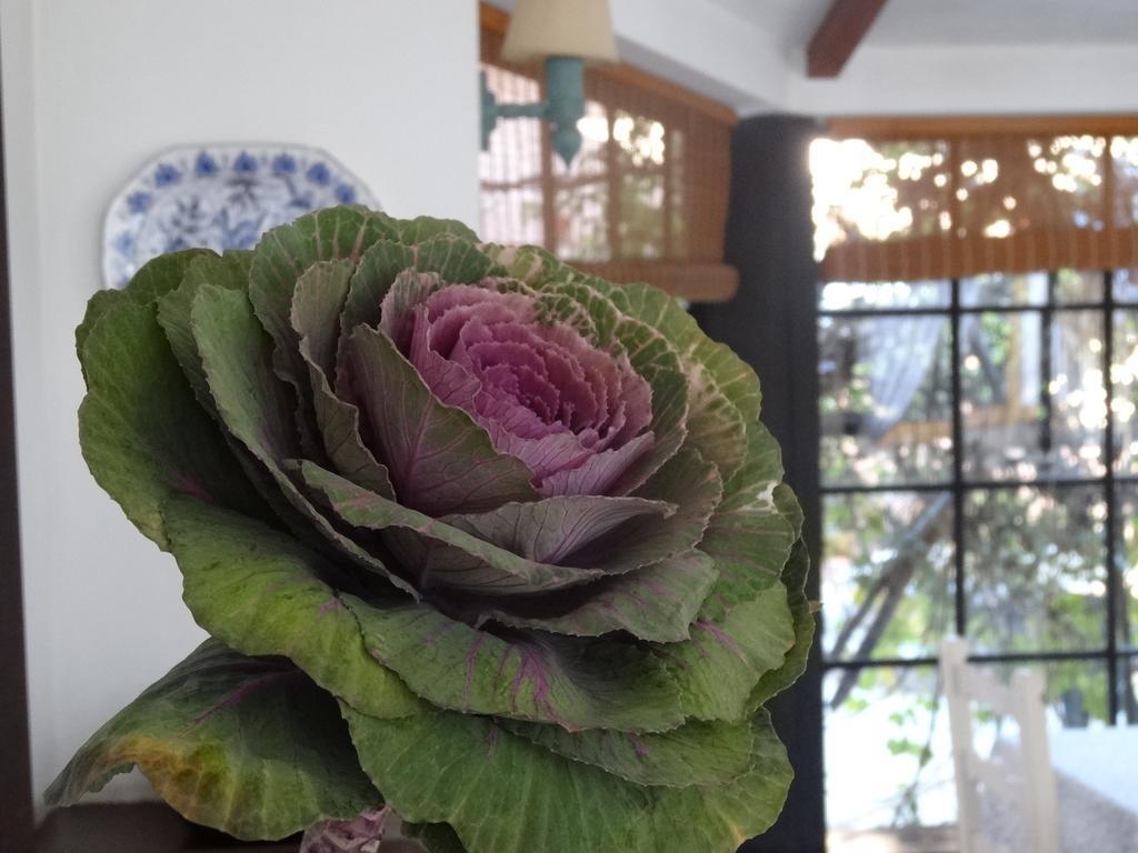 Posada De La Flor 科洛尼亚-德尔萨克拉门托 客房 照片